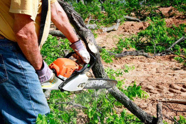 Large Tree Removal in Harper, KS